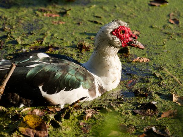 <h3><a href="/trips/safari/biota/animalia/chordata/aves/007 anseriformes/003 anatidae/cairina moschata/cairina moschata-en.html">Cairina&nbsp;moschata</a> / Muscovy&nbsp;duck / Muskuseend</h3>OM-1 Mark II with OLYMPUS M.300mm F4.0, 1/2000 sec at F4.0, ISO 800, distance 9.37&nbsp;m
